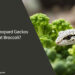 Can Leopard Geckos Eat Broccoli