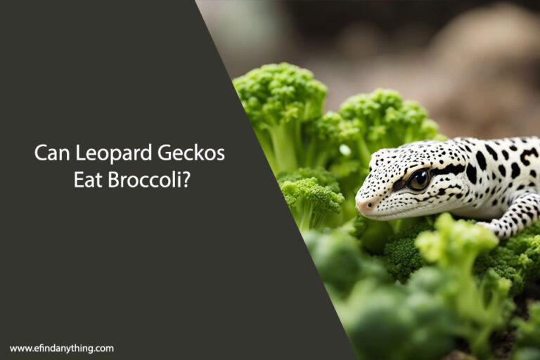 Can Leopard Geckos Eat Broccoli