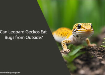 Can Leopard Geckos Eat Bugs from Outside