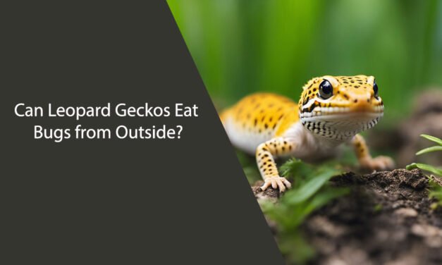 Can Leopard Geckos Eat Bugs from Outside?