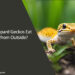Can Leopard Geckos Eat Bugs from Outside