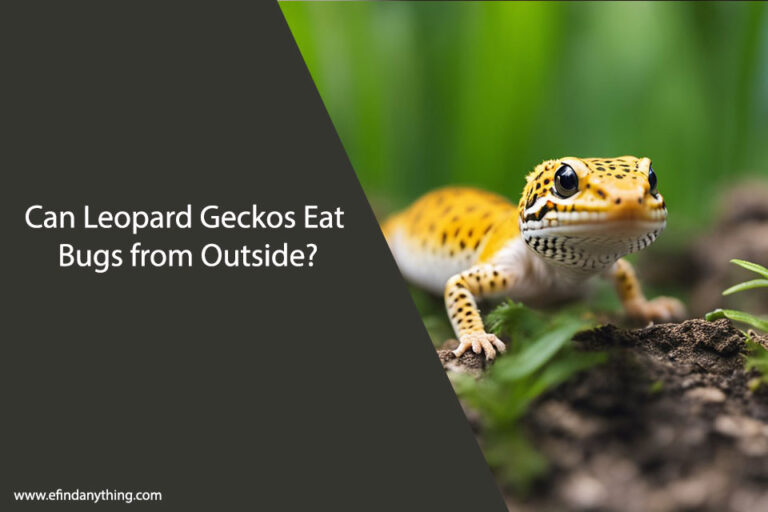 Can Leopard Geckos Eat Bugs from Outside