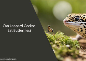 Can Leopard Geckos Eat Butterflies