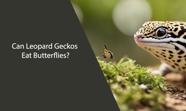 Can Leopard Geckos Eat Butterflies?