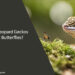 Can Leopard Geckos Eat Butterflies