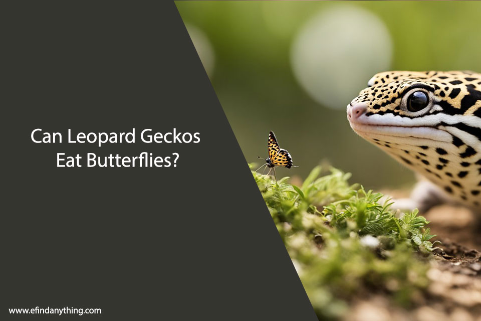 Can Leopard Geckos Eat Butterflies
