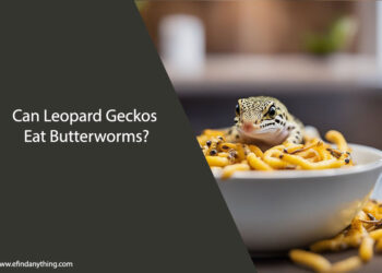 Can Leopard Geckos Eat Butterworms