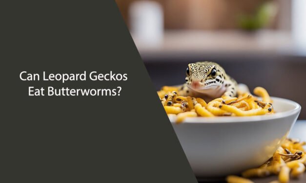 Can Leopard Geckos Eat Butterworms?