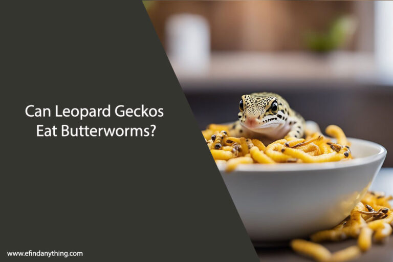 Can Leopard Geckos Eat Butterworms