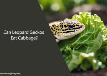 Can Leopard Geckos Eat Cabbage