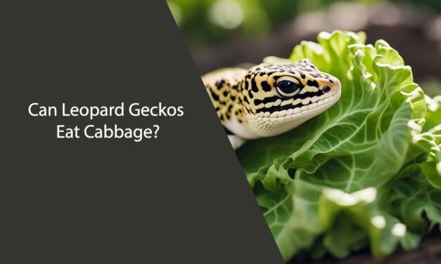 Can Leopard Geckos Eat Cabbage?