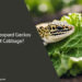 Can Leopard Geckos Eat Cabbage