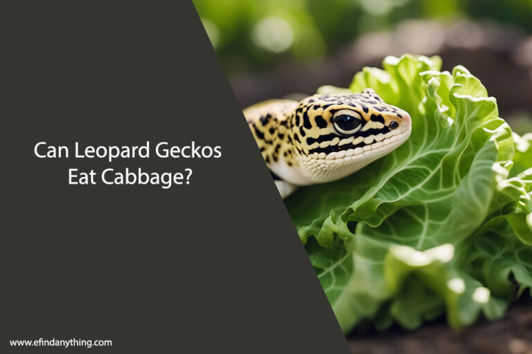 Can Leopard Geckos Eat Cabbage