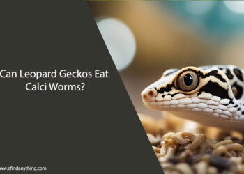 Can Leopard Geckos Eat Calci Worms