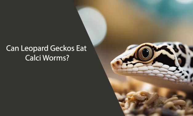 Can Leopard Geckos Eat Calci Worms?