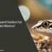 Can Leopard Geckos Eat Calci Worms