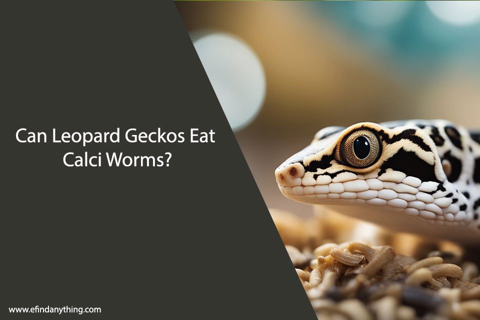 Can Leopard Geckos Eat Calci Worms