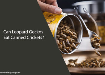 Can Leopard Geckos Eat Canned Crickets
