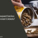 Can Leopard Geckos Eat Canned Crickets