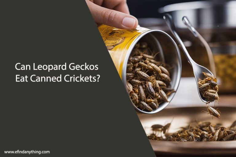 Can Leopard Geckos Eat Canned Crickets