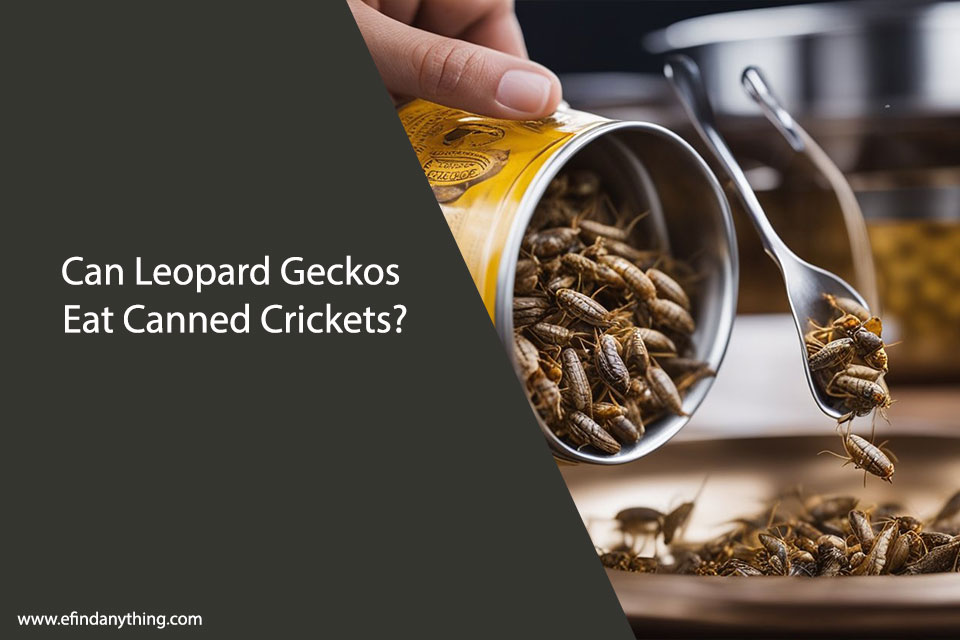Can Leopard Geckos Eat Canned Crickets