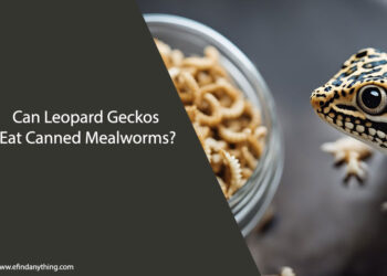 Can Leopard Geckos Eat Canned Mealworms