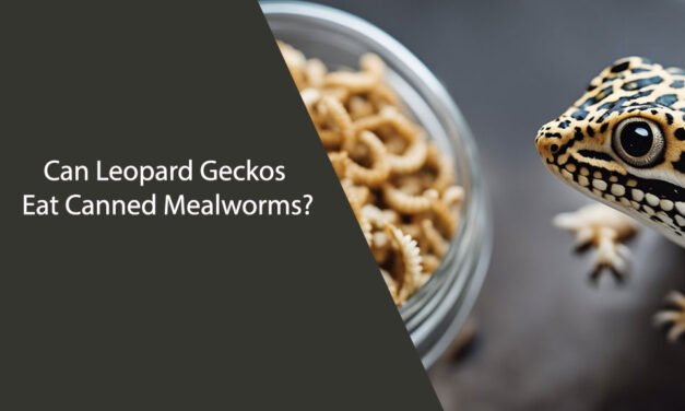 Can Leopard Geckos Eat Canned Mealworms?