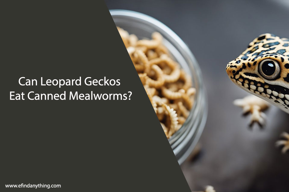 Can Leopard Geckos Eat Canned Mealworms