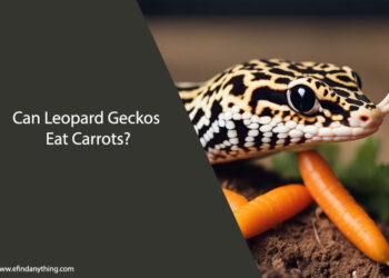 Can Leopard Geckos Eat Carrots