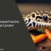 Can Leopard Geckos Eat Carrots