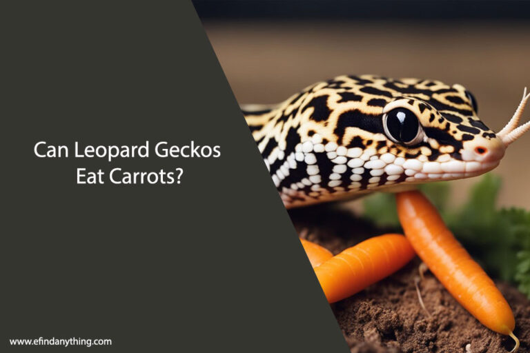 Can Leopard Geckos Eat Carrots