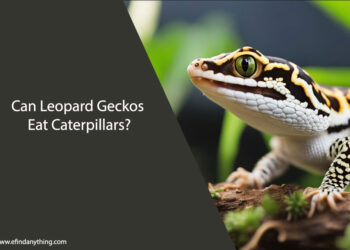 Can Leopard Geckos Eat Caterpillars
