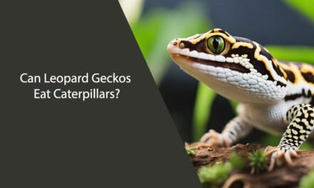 Can Leopard Geckos Eat Caterpillars?