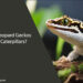 Can Leopard Geckos Eat Caterpillars