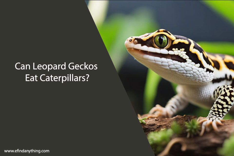 Can Leopard Geckos Eat Caterpillars