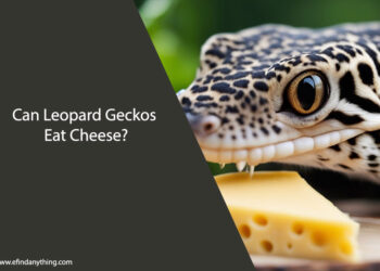 Can Leopard Geckos Eat Cheese