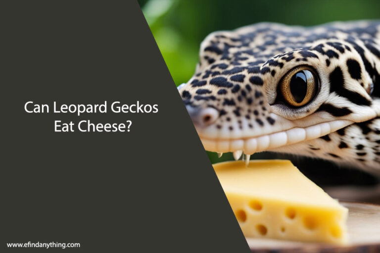Can Leopard Geckos Eat Cheese