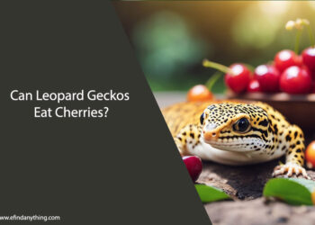 Can Leopard Geckos Eat Cherries