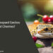 Can Leopard Geckos Eat Cherries