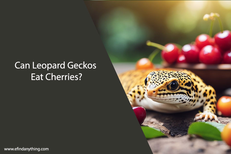 Can Leopard Geckos Eat Cherries