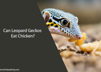 Can Leopard Geckos Eat Chicken