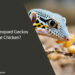 Can Leopard Geckos Eat Chicken