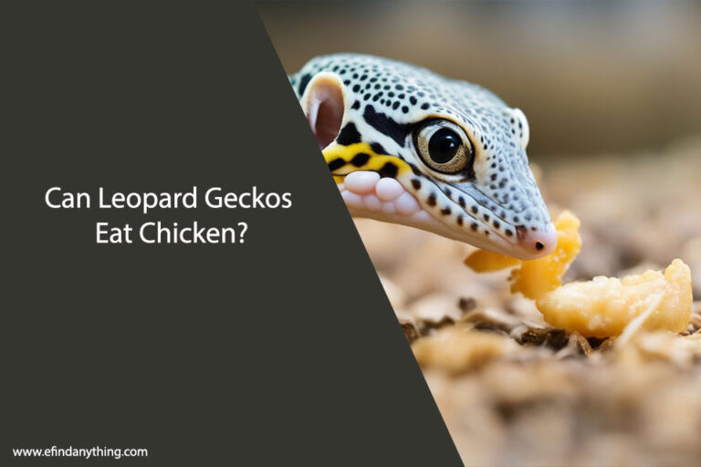 Can Leopard Geckos Eat Chicken