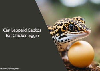 Can Leopard Geckos Eat Chicken Eggs
