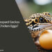 Can Leopard Geckos Eat Chicken Eggs