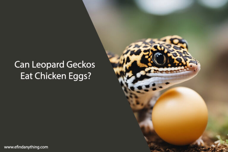 Can Leopard Geckos Eat Chicken Eggs