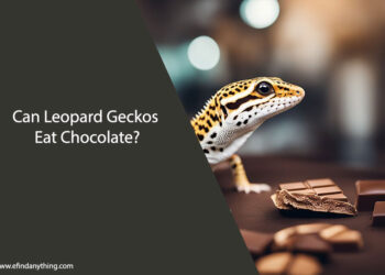 Can Leopard Geckos Eat Chocolate