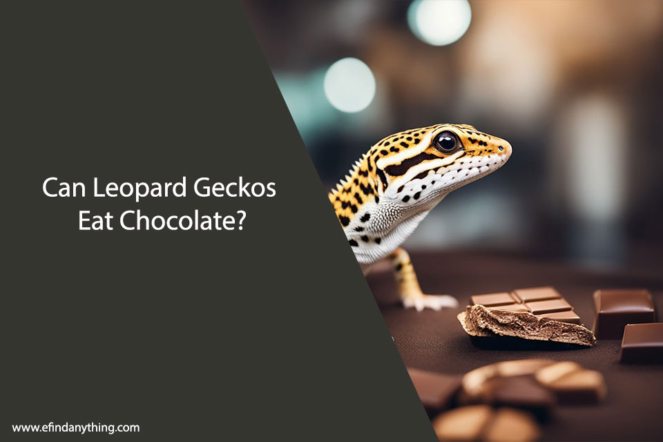 Can Leopard Geckos Eat Chocolate