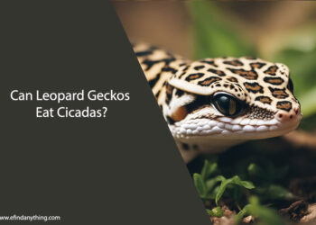 Can Leopard Geckos Eat Cicadas