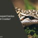 Can Leopard Geckos Eat Cicadas